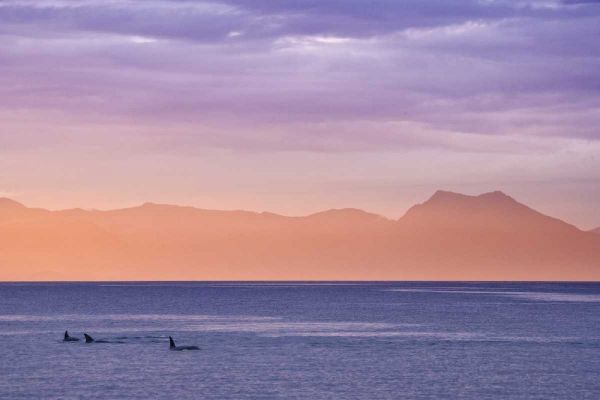 Alaska, Ketchikan Three orcas surface at sunset